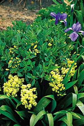 Baptisia leucophaea