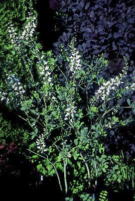 Baptisia alba var macrophylla