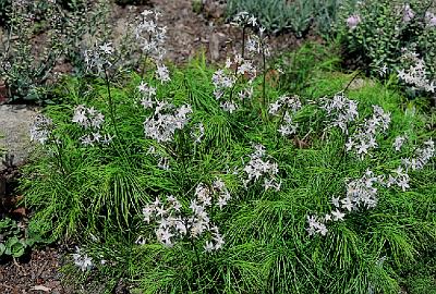 Amsonia ciliata var. filifolia