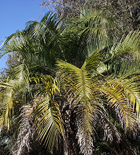 xButiagrus nabonnandii (Mule Palm) slide #62154