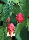 Abutilon megapotamicum (Flowering Maple)