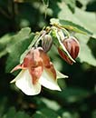 Abutilon megapotamicum 'Ines' (Ines Flowering Maple)