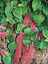 Acalypha pendula (Trailing Red Cattail)