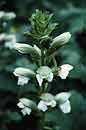 Acanthus mollis 'Rue Ledan' (White Flower Bear's Breech)