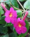 Achimenes 'Harry Williams' (Harry Williams Orchid Pansy)