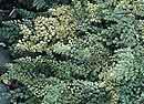 Adiantum venustum (Himalayan Maidenhair Fern)