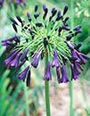 Agapanthus inapertus 'Nigrescens' (Black Drooping Lily-of-the-Nile)