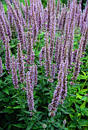 Agastache 'Blue Fortune' (Blue Fortune Anise Hyssop)