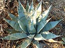 Agave deserti ssp. simplex Cunningham Pass, AZ IB1 (Hardy Century Plant)