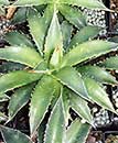 Agave garciae-mendozae (Garcia Mendoza Century Plant)