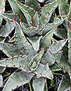 Agave gentryi x montana La Escondida form PDN #01 (La Escondida Century Plant)