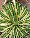 Agave lophantha 'Quadricolor' (Quadricolor Century Plant)