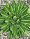 Agave lophantha 'Splendida' (Splendida Hardy Century Plant)