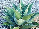 Agave montana 'Baccarat' (Baccarat Hardy Century Plant)