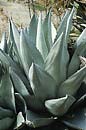 Agave neomexicana Artesia, NM (New Mexico Hardy Century Plant)