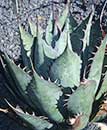 Agave parrasana 'Meat Claw' (Meat Claw Hardy Century Plant)