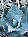 Agave parrasana x colorata (Hardy Century Plant)