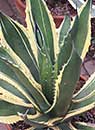 Agave salmiana 'Butterfingers' (Butterfingers Hardy Century Plant)