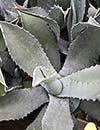 Agave scabra ssp. potosiensis (Rough-leaf Century Plant)