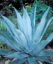 Agave 'Silver Surfer' (Silver Surfer Century Plant)
