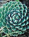 Agave victoriae-reginae 'Porcupine' (Porcupine Queen Victoria Century Plant)