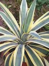 Agave weberi 'Arizona Star' (Arizona Star Century Plant)