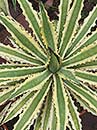 Agave xylonacantha 'Frostbite' (Frostbite Century Plant)