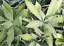 Agave xylonacantha x lophantha (Hybrid Hardy Century Plant)