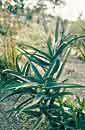 Aloe striatula (Hardy Aloe)