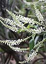 Aloysia virgata (Sweet Almond Tree Verbena)