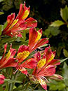 Alstroemeria 'Koadore' PP 15,898 (Inca Adore Princess Lily)