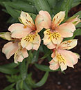 Alstroemeria 'Koice' (Inca Ice Princess Lily)