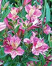 Alstroemeria 'Mauve Majesty' PP 18,183 (Mauve Majesty Princess Lily)
