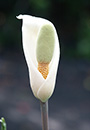 Amorphophallus albispathus Blue Form (Voodoo Lily)