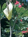 Amorphophallus asterostigmatus (Voodoo Lily)
