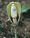 Amorphophallus dunnii (Voodoo Lily)