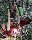 Amorphophallus henryi (Henry's Voodoo Lily)