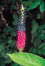 Amorphophallus kiusianus (Voodoo Lily)