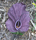 Amorphophallus mossambicensis Inhajange Form (Mozambique Voodoo Lily)
