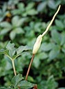 Amorphophallus myosuroides coll. #AGA-1756-00 (Mousetail Voodoo Lily)