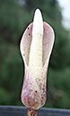 Amorphophallus ochroleucus PDN #1 (Voodoo Lily)