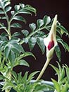 Amorphophallus ongsakulii coll. #AGA-1534 (Fern-leaf Voodoo Lily)