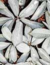 Amorphophallus pygmaeus 'Pewter Pan' (Pewter Pan Voodoo Lily)