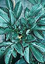 Amorphophallus saururus (Voodoo Lily)