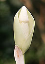 Amorphophallus symonianus PDN #4 (Voodoo Lily)