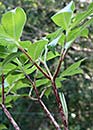 Amorphophallus tenuispadix 'Marooney' (Marooney Voodoo Lily)
