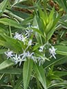 Amsonia illustris (Shining Blue Star)