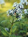 Amsonia ludoviciana (Louisiana Blue Star)