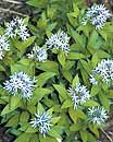 Amsonia montana 'Short Stack' (Dwarf Blue Star)