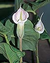 Arisaema candidissimum (Pink-flowered White Stripe Cobra Lily)